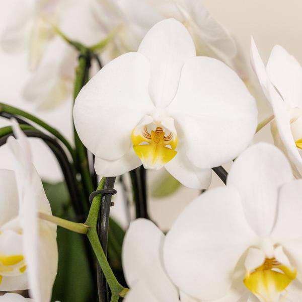 Orchideen – Set Weiß im Baumwollkorb Zimmerpflanze Ø12cm – blühende Orchidee für Wohnzimmer, Büro & helle Standorte kaufen – Plant