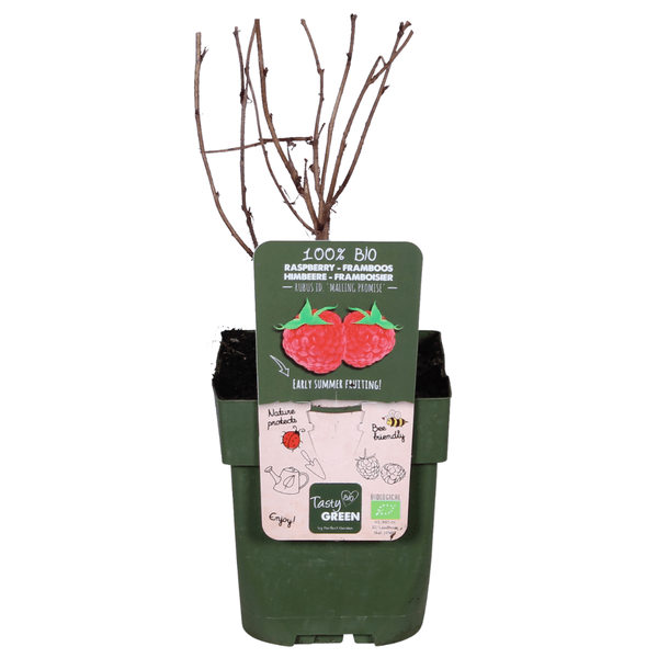 Himbeere Rubus idaeus 'Malling Promise' – Selbstbestäubende Sommer-Himbeere – 100% biologisch – Ø13cm – ca. 45cm Höhe – Leckere rote Früchte – Plant