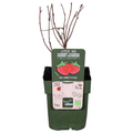 Himbeere Rubus idaeus 'Malling Promise' – Selbstbestäubende Sommer-Himbeere – 100% biologisch – Ø13cm – ca. 45cm Höhe – Leckere rote Früchte – Plant