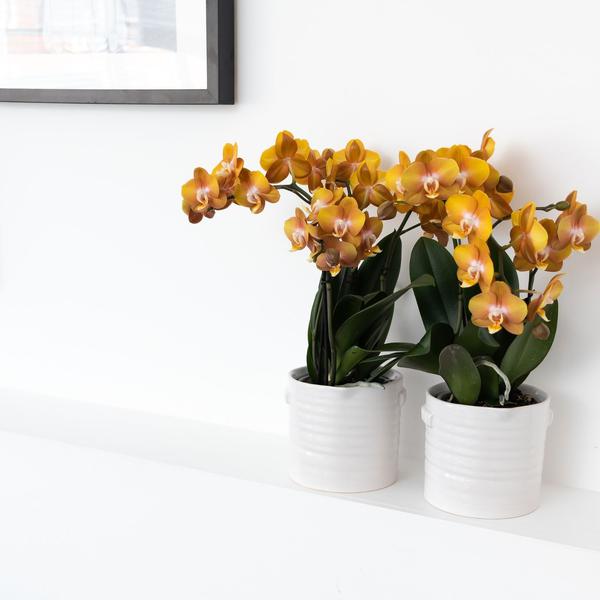 Phalaenopsis Orchidee Jewel Las Vegas – Orange-Gold – Ø12cm – Mehrblütige Topfpflanze – Tropische Zimmerpflanze mit 3/4 Blütenzweigen – Pflegeleicht & langlebig – Plant