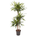Drachenbaum Zimmerpflanze Ø24cm ↕140cm – pflegeleichte Grünpflanze für Wohnzimmer, Büro & helle Standorte kaufen – Plant