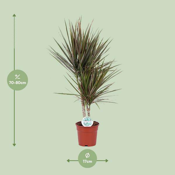 Drachenbaum Dracaena Bicolor – Zimmerpflanze Ø17cm ↕75cm – pflegeleichte luftreinigende Blattschmuckpflanze für Innenräume – Plant