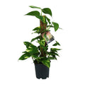 Efeutute – Scindapsus Epipremnum – Zimmerpflanze – Ø15cm – ↕50cm – Rankende Grünpflanze mit üppigem Laub – Pflegeleicht & luftreinigend – Plant