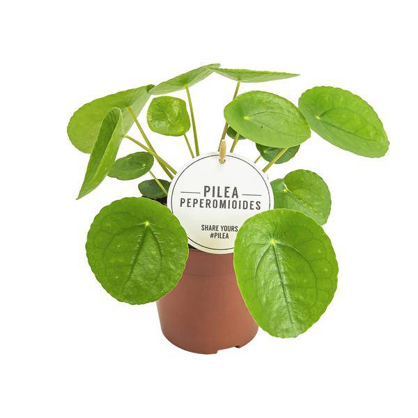 Chinesischer Geldbaum Pilea Peperomioides Zimmerpflanze Ø13cm ↕20cm – pflegeleichte Grünpflanze für Wohnzimmer, Büro & helle Standorte kaufen – Plant