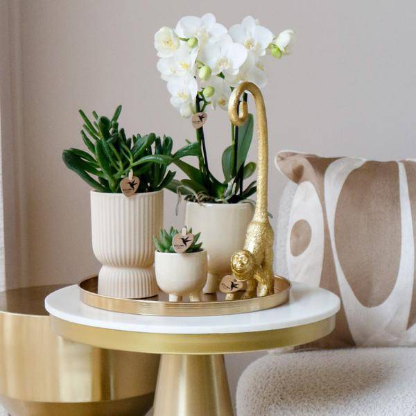Phalaenopsis Orchideen Amabilis Weiß – Ø9cm – Zimmerpflanze – 4 Orchideen – edle weiße Multiflora Orchideen mit 2-3 Zweigen – Plant