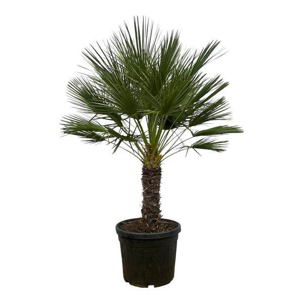 Chamaerops Humilis auf Stiel – Zwergpalme – Fächerpalme – Mediterrane Zimmer – und Kübelpflanze – Ø45cm – ↕150cm