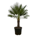 Chamaerops Humilis auf Stiel – Zwergpalme – Fächerpalme – Mediterrane Zimmer – und Kübelpflanze – Ø45cm – ↕150cm