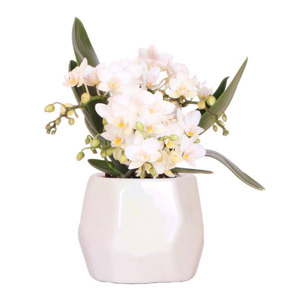 Weiße Orchidee 'Nazaré' Zimmerpflanze Ø9cm – blühende Orchidee für Wohnzimmer, Büro & helle Standorte kaufen – Plant