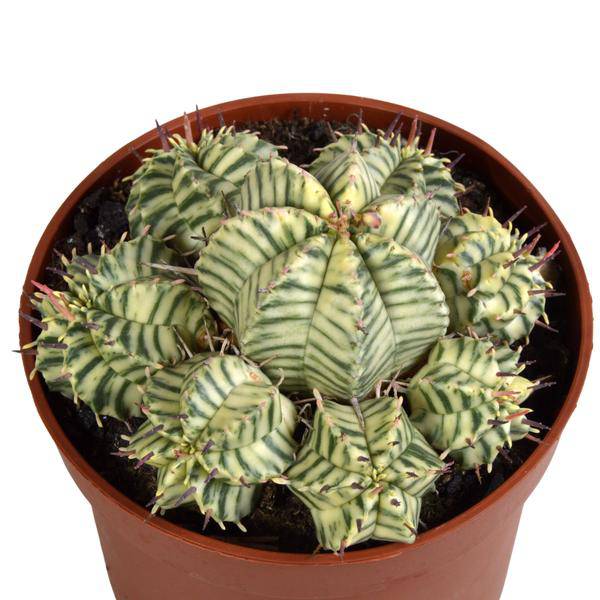 Wolfsmilch Euphorbia meloformis variegata Zimmerpflanze Ø10,5cm – pflegeleichte Sukkulente für Wohnzimmer, Büro & helle Standorte kaufen – Plant