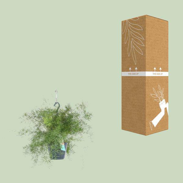 Spargel Sprengeri Hängend Zimmerpflanze Ø17cm ↕35cm – pflegeleichte Grünpflanze für Wohnzimmer, Büro & helle Standorte kaufen – Plant