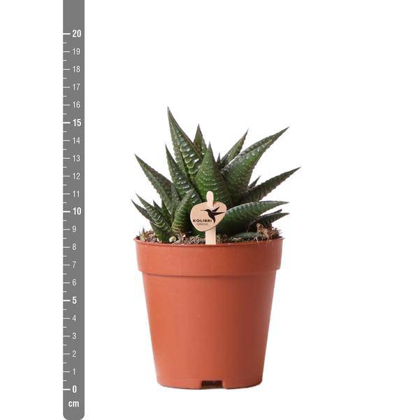 Sukkulente Haworthia Limifolia Zimmerpflanze Ø9cm – pflegeleichte Sukkulente für Wohnzimmer, Büro & helle Standorte kaufen – Plant