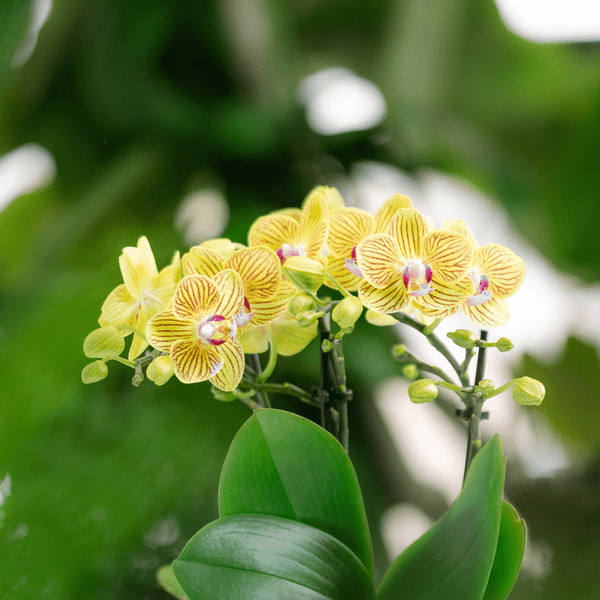 Orchideen Überraschungsbox – 4 Pflanzen Ø9cm – Frische Phalaenopsis Orchideen direkt vom Züchter – Pflegeleichte Zimmerpflanzen – Plant