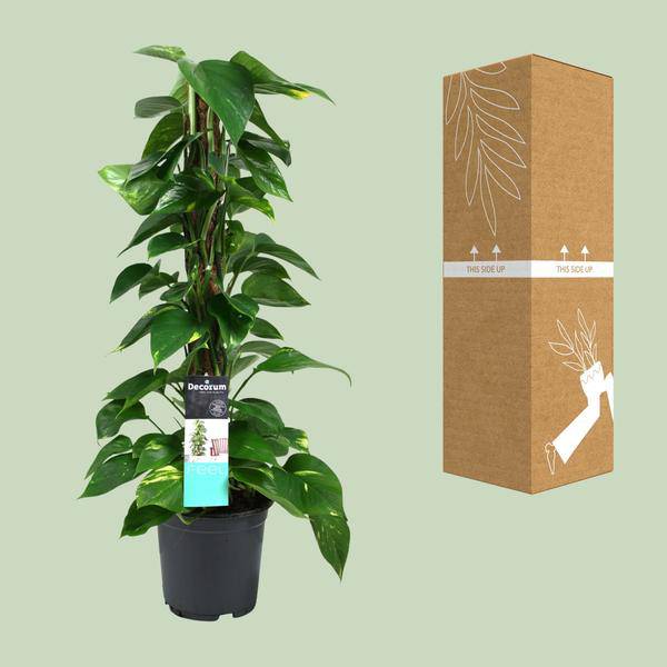 Efeutute Scindapsus Epipremnum – Ø19cm – ↕80cm – Pflegeleichte Rankpflanze & luftreinigende Zimmerpflanze – Plant