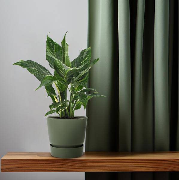 Einblatt Spathiphyllum Diamant Friedenslilie Zimmerpflanze Ø12cm ↕40cm Zimmerpflanze Ø12cm ↕40cm – pflegeleichte Grünpflanze für Wohnzimmer – Plant
