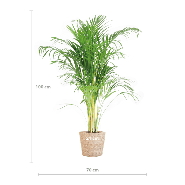 Areca – Palme Dypsis Goldfruchtpalme – Zimmerpflanze ↕100cm Ø21cm – Mit Natur – Korb Sofia Seegras Beige – Plant