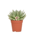 Sukkulente Echeveria Miranda Zimmerpflanze Ø12cm – pflegeleichte Sukkulente für Wohnzimmer, Büro & helle Standorte kaufen – Plant