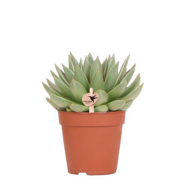 Sukkulente Echeveria Miranda Zimmerpflanze Ø12cm – pflegeleichte Sukkulente für Wohnzimmer, Büro & helle Standorte kaufen – Plant