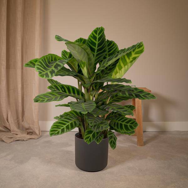 Calathea Zebrina – Pfauenpflanze – Zimmerpflanze – Ø19cm x ↕80cm – Tropische Blattpflanze mit Zebramuster – Luftreinigend & pflegeleicht – Plant