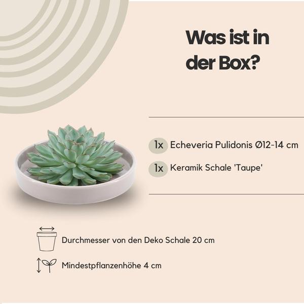 Sukkulente – Echeveria pulidonis ROOTLESS – Ø20cm Schale Taupe – Zimmerpflanze ohne Wurzeln – Pflegeleichte Schnitt – Plant