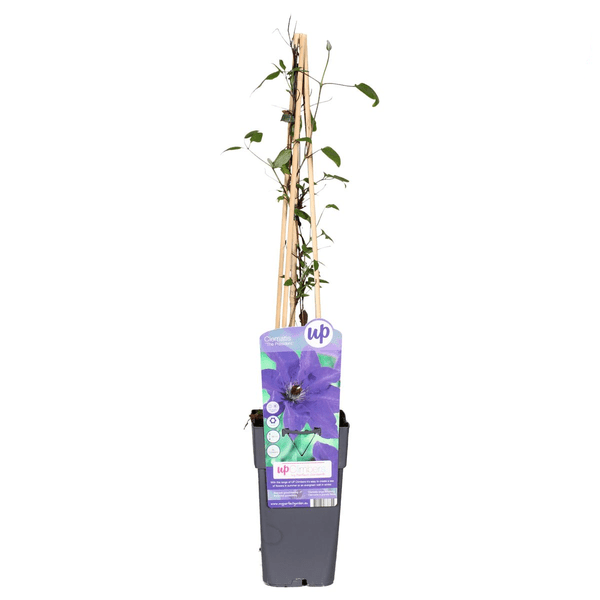 Waldrebe Kletterpflanze Ø15cm ↕65cm – winterharte Pflanze für Garten, Balkon, Terrasse, Kübel & Beet online kaufen – Plant
