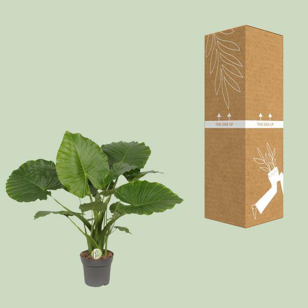 Elefantenohr – Alocasia gageana 'California' – tropische Zimmerpflanze – Ø21cm – ↕80cm – exotische Großpflanze mit dekorativen Blättern – Plant