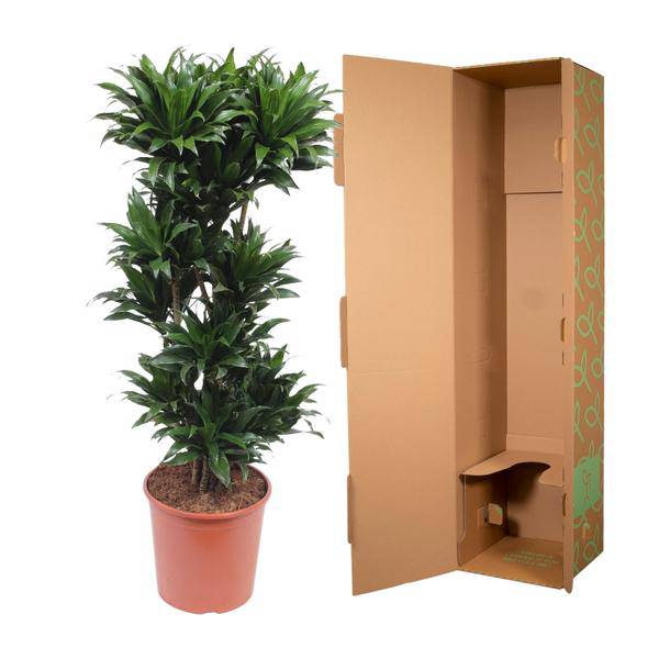 Drachenbaum Dracaena Compacta – 140cm hoch – Ø30cm – Elegante Zimmerpflanze mit dichtem dunkelgrünem Blattwerk – pflegeleicht – für Zimmer & Büro – Plant
