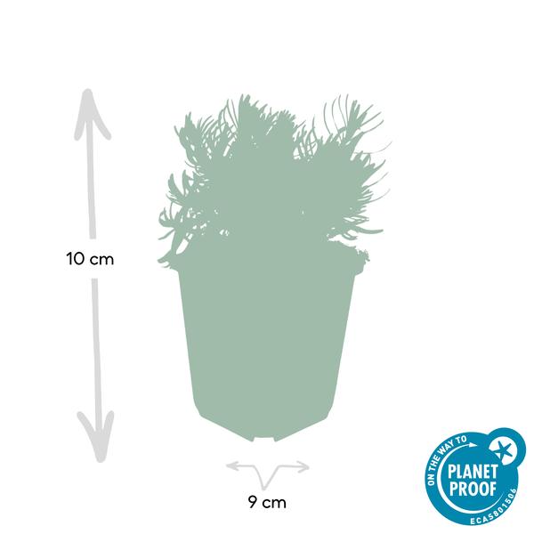 Lavender Lavandula 'Hidcote' – Reich blühender Lavendel – ↕10-25cm – Ø9cm – pflegeleicht & sonnig – Plant