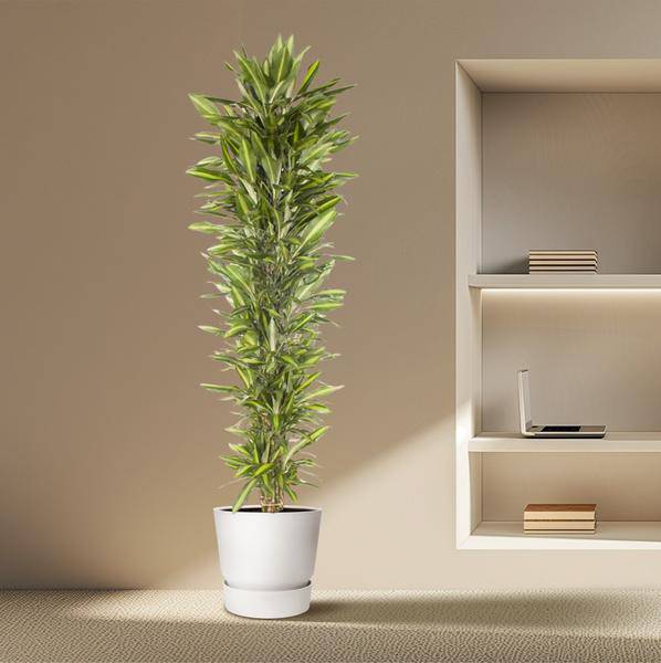 Drachenbaum Zimmerpflanze Ø40cm ↕210cm – pflegeleichte Grünpflanze für Wohnzimmer, Büro & helle Standorte kaufen – Plant