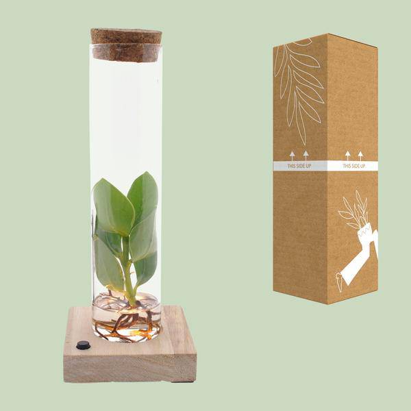 Clusia im Röhrenglas mit LED – Ø5cm – ↕10cm – dekorative Hydroponik – Zimmerpflanze – stilvolle Glasdeko für Zuhause & Büro – Plant
