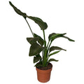 Baum – Strelitzie – Strelitzia Nicolai – Zimmerpflanze – Ø17cm – ca. 65cm hoch – exotisches Blattwunder für helle Räume – Plant