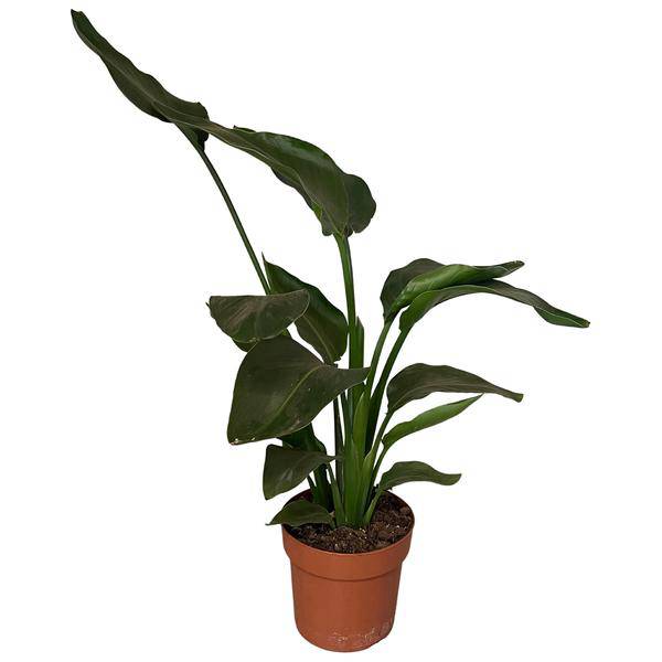 Baum – Strelitzie – Strelitzia Nicolai – Zimmerpflanze – Ø17cm – ca. 65cm hoch – exotisches Blattwunder für helle Räume – Plant
