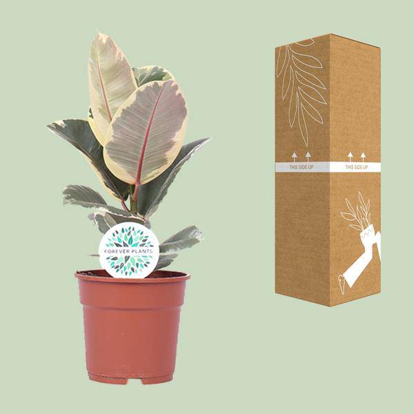 Gummibaum Ficus Elastica Tineke Zimmerpflanze Ø17cm ↕50cm – pflegeleichte Grünpflanze für Wohnzimmer, Büro & helle Standorte kaufen – Plant