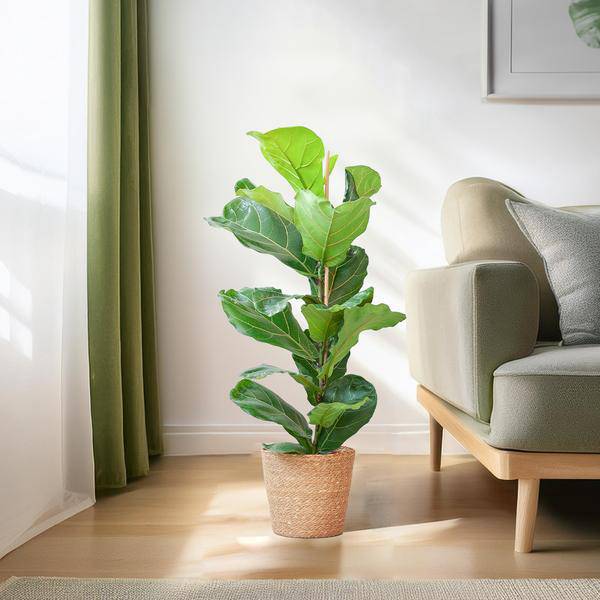 Ficus Lyrata – Geigen – Feige Zimmerpflanze – ca. 80cm hoch – Ø21cm – große dekorative Blätter – inkl. Seegras Korb Sofia Natur – Plant