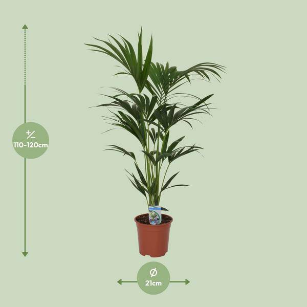 Kentia Palme Howea forsteriana Zimmerpflanze Ø21cm ↕120cm – tropische Grünpflanze für Wohnzimmer, Büro & helle Standorte kaufen – Plant