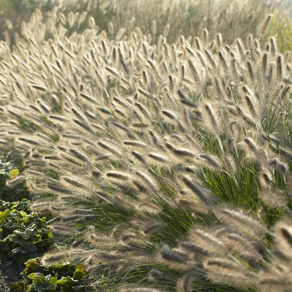 Lampenputzergras Pennisetum alopecuroides 'Hameln' – ↕10-25cm – Ø9cm – Cremige Blüten von August – Herbst – Plant