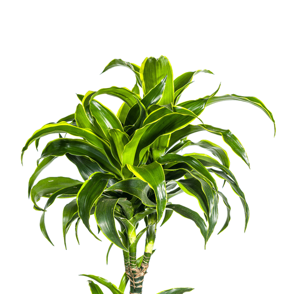 Drachenbaum Dracaena Deremensis Dorado Zimmerpflanze Ø27cm ↕180cm – pflegeleichte Grünpflanze für Wohnzimmer, Büro & helle Standorte kaufen – Plant
