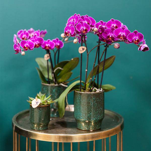 Phalaenopsis Orchideen Morelia Lila – 4 Orchideen – Zimmerpflanze Ø9cm – Orchideen mit 2-3 Blütenstielen – exotische Blütenpracht für Zuhause & Büro – Plant