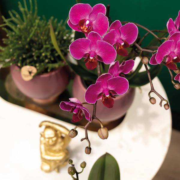 Phalaenopsis Orchideen Zimmerpflanze Ø9cm – blühende Orchidee für Wohnzimmer, Büro & helle Standorte kaufen – Plant