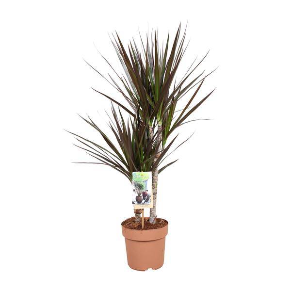 Drachenbaum Dracaena Magenta Zimmerpflanze Ø17cm ↕80cm – pflegeleichte Grünpflanze für Wohnzimmer, Büro & helle Standorte kaufen – Plant