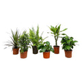 Überraschungskiste – 6 verschiedene Zimmerpflanzen – 20-40cm hoch – Ø12cm – Pflegeleichte Grünpflanzen im Set – Vielfalt an Blattfarben & Formen – Plant