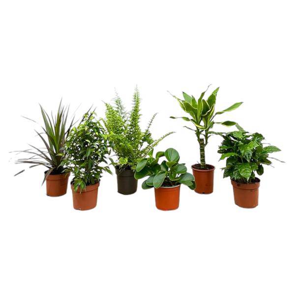 Überraschungskiste – 6 verschiedene Zimmerpflanzen – 20-40cm hoch – Ø12cm – Pflegeleichte Grünpflanzen im Set – Vielfalt an Blattfarben & Formen – Plant