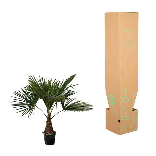 Hanfpalme – Trachycarpus 100cm – Ø21cm – Immergrüne Palme mit fächerförmigen Blättern – Pflegeleicht – Plant