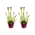 Sarracenia Farnhamii – Fleischfressende Pflanze – 2 Zimmerpflanze – Ø12cm – Höhe ca. 40cm – Sonniger Standort – Insektenfang – Plant