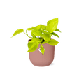 Efeutute Epipremnum Pinnatum Golden Pothos – Zimmerpflanze im dekorativen Topf Vibes Fold 14cm Rosa – Plant