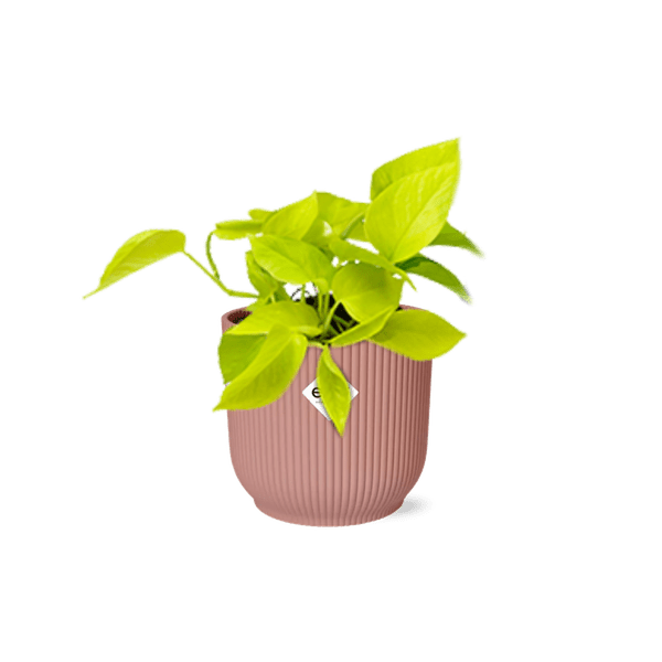 Efeutute Epipremnum Pinnatum Golden Pothos – Zimmerpflanze im dekorativen Topf Vibes Fold 14cm Rosa – Plant