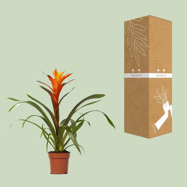 Bromelie – Guzmania Variada – Zimmerpflanze – Ø12cm – ↕50cm – Exotische Blühpflanze für Innenräume – Pflegeleicht & dekorativ – Plant