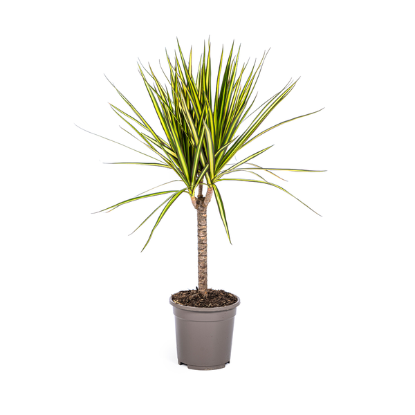 Dracaena Marginata Sunray – Drachenbaum – Zimmerpflanze – Ø17cm – ↕60-80cm – Grüne & gelbe Blätter, pflegeleicht – Plant