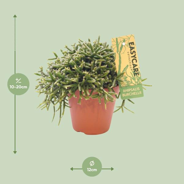 Korallenkaktus Rhipsalis Burchellii Zimmerpflanze Ø12cm ↕20cm – pflegeleichte Sukkulente für Wohnzimmer, Büro & helle Standorte kaufen – Plant