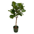 Ficus Lyrata – Geigenfeige/Feigenbaum – 160cm hoch – Zimmerpflanze im Topf Greenville Rund Grün Ø30cm – Große, elegante Grünpflanze mit glänzenden Blättern – Pflegeleichte XXL-Pflanze für Wohnzimmer, Büro & Wintergarten – Plant