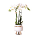 Phalaenopsis Orchidee Weiß – Amabilis – Ø9cm x H40cm – Le Chic Deko – Topf Silber – Blühende Zimmerpflanze mit 2-3 Zweigen – Plant
